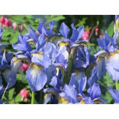 Kosaciec syberyjski - Iris sibirica