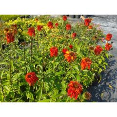 Jeżówka 'Hot Papaya' - Echnacea 'Hot Papaya'