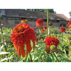Jeżówka 'Hot Papaya' - Echnacea 'Hot Papaya'