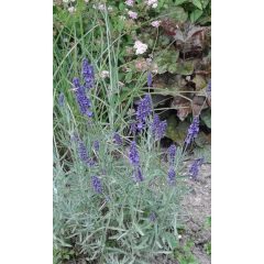 Lawenda wąskolistna 'Hidcote' - Lavandula angustifolia 'Hidcote'