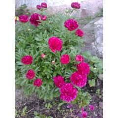  Piwonia chińska (Paeonia lactiflora)