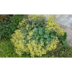 Przywrotnik ostroklapowy - Alchemilla mollis