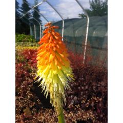 Trytoma groniasta (Kniphofia uvaria)