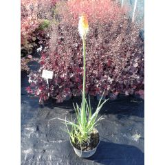 Trytoma groniasta (Kniphofia uvaria)