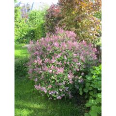 Lilak Meyera 'Palibin'