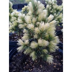 Świerk biały 'Daisy's White' - Picea glauca 'Daisy's White'