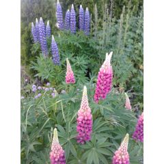 Łubin trwały (Lupinus polyphyllus)