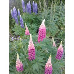 Łubin trwały (Lupinus polyphyllus)