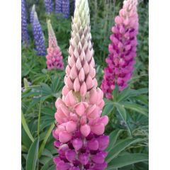 Łubin trwały (Lupinus polyphyllus)