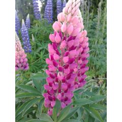 Łubin trwały (Lupinus polyphyllus)