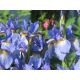 Kosaciec syberyjski - Iris sibirica