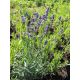 Lawenda wąskolistna 'Hidcote' - Lavandula angustifolia 'Hidcote'