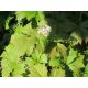 Rodgersja stopowcolistna - Rodgersia podophylla