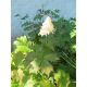 Rodgersja stopowcolistna - Rodgersia podophylla