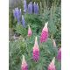 Łubin trwały (Lupinus polyphyllus)