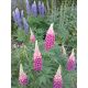 Łubin trwały (Lupinus polyphyllus)