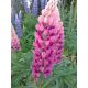 Łubin trwały (Lupinus polyphyllus)